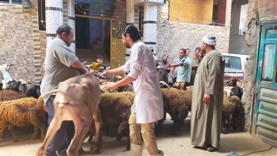 بيطري الغربية ينظم قافلة بيطرية مجانية بقرية الثعبانية 