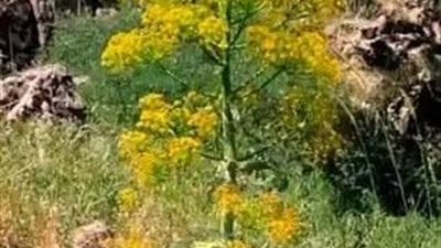 استخدمه الإغريق والمصريون القدماء..علماء يكتشفون نبات المعجزة بعد انقراضه قبل 2000 عام 