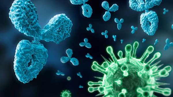 أجسام مضادة 