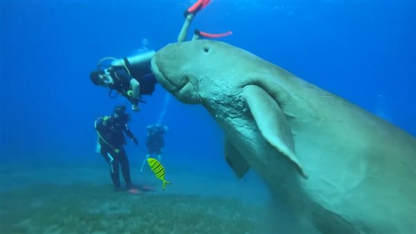 عروس البحر تداعب