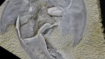 اكتشاف حفريات قرش مدرع عاش قبل439 مليون سنة |صور 