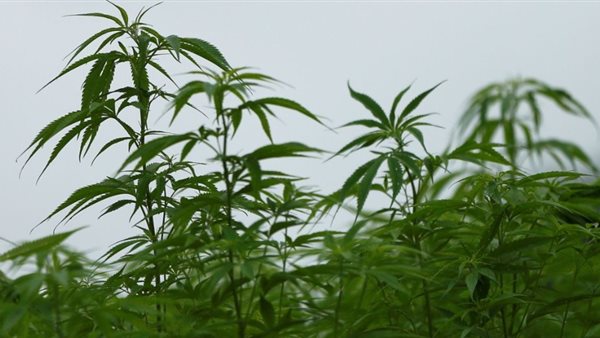  نبات الماريجوانا