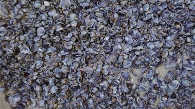 بعد نشر القاهرة 24.. مصدر: تشكيل لجنة من الصحة لفحص مشكلة خروج قواقع من صنابير المياه بـ اللبيني