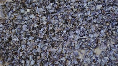 أول تعليق من مياه الجيزة على واقعة خروج قواقع من صنابير المياه بـ فيصل 