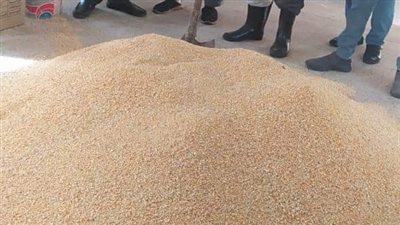 تفاصيل انطلاق الحملة القومية لمكافحة القوارض عقب حصاد المحاصيل الصيفية في الفيوم