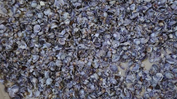 خروج قواقع بحرية