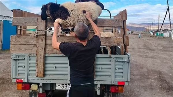 خراف يتم توزيعها