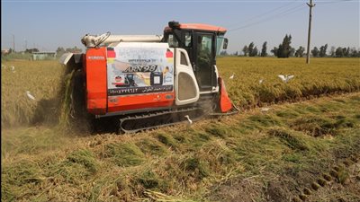 محافظ كفر الشيخ يشهد يوم حصاد الأرز لأراضي مزروعة بطريقة الشتل الآلي