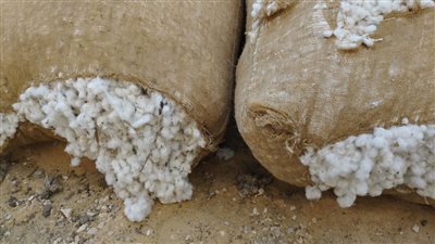 الذهب الأبيض.. 10 آلاف قنطار في أول مزادات القطن بالشرقية
