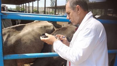 بيطري الغربية: تحصين 233 ألف رأس ماشية ضد الحمى القلاعية والوادي المتصدع