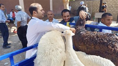 الزراعة: 3.6 مليون جرعة لتحصين المواشي ضد الحمى القلاعية والوادي المتصدع