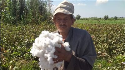 تحرك برلماني بشأن تدني أسعار محصول القطن