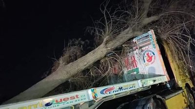 بسبب شجرة.. توقف حركة المرور على طريق طنطا - بسيون