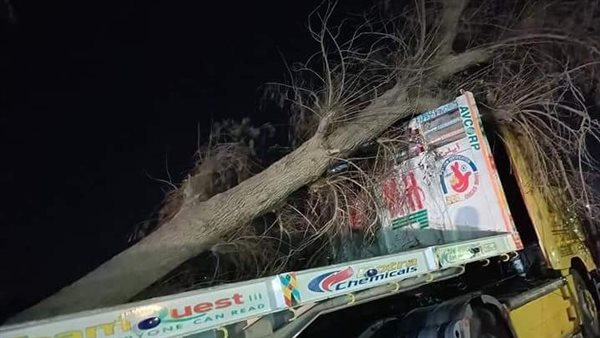 سقوط شجرة ضخمة على