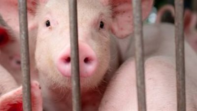 تفشٍ جديد.. ناميبيا تسجل 54 إصابة مؤكدة بـ إنفلونزا الخنازير