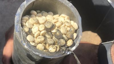 إحباط تهريب مليون و800 ألف حبّة كبتاجون إلى تونس عبر مرفأ بيروت