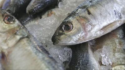 أسعار الأسماك اليوم الخميس 16 فبراير 2023 داخل الأسواق