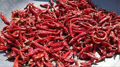 يقلل احتمالية الإصابة بتصلب الشرايين.. فوائد تناول الفلفل الأحمر 