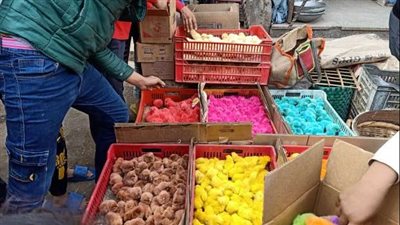 إقبال على شراء الكتاكيت الملونة.. جولة داخل سوق الجمعة بالسيدة عائشة | بث مباشر