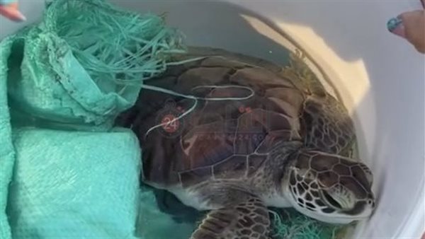 تحرير سلحفاة من شباك