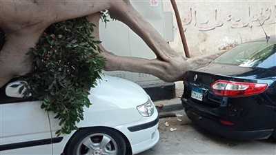 سقوط شجرة على سور منزل نائب السفير البريطاني في الزمالك