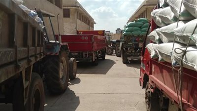 توريد 2247 طن أرز شعير لشون محافظة البحيرة