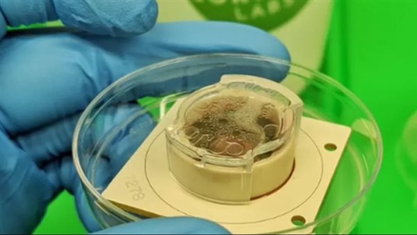 صنع مخ بشري في إحدى