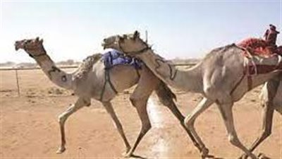 بمشاركة 400 متسابق.. انطلاق مهرجان الهجن الأول اليوم في السلوم بمطروح 