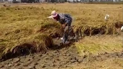 فرحة الفلاحين بجني محصول الأزر بالشرقية: بنحصد يدوي.. ومدة الحصاد قصيرة | بث مباشر 