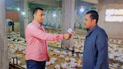 الفراخ هتموت من الجوع.. ومنتجي الدواجن: الثروة الداجنة مُهددة بالانهيار