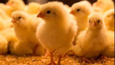 تسببت في إعدام ملايين الكتاكيت.. البرلمان يدق ناقوس الخطر بشأن أزمة الأعلاف 