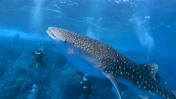 القرش الحوتى يظهر