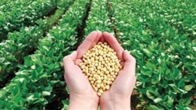 الزراعة: توفير تقاوي تكفي لزراعة 150 ألف فدان من فول الصويا كمرحلة أولى