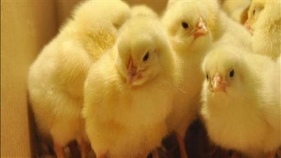 تحركات عاجلة من الحكومة لحل أزمة إعدام الكتاكيت وعدم توافر الأعلاف | بث مباشر