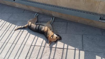 بعد عقر المواطنين.. حي المطرية ينشر نتائج حملة القضاء على الكلاب الضالة بالسم | صور