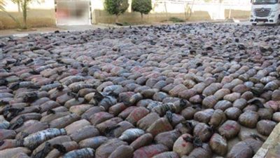 حبس سائق واثنين من أفراد تشكيل عصابي ضبطوا أثناء تهريب مخدرات بالسويس