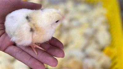 بعد واقعة إعدام الكتاكيت.. متبرع يوزع 17 ألف كتكوت على الأسر الأكثر احتياجًا بالمنصورة