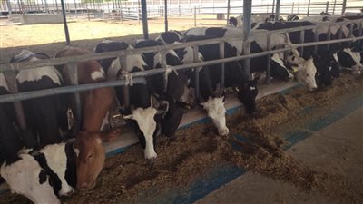 بتعويضات 100% للمزارعين.. الخطوات والأوراق المطلوبة للتأمين على الماشية