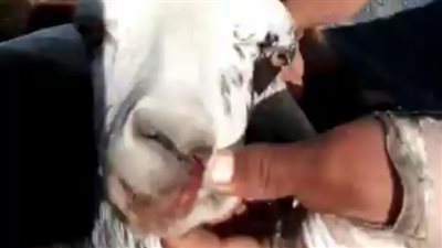 الأهالي يتهمون الصحة بإلقاء سم فئران بشوارع مطروح ونفوق 24 رأس ماعز.. والمديرية ترد│ فيديو