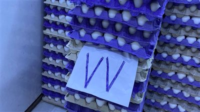 ارتفاع سعر طبق البيض السوبر إلى 77 جنيهًا بالأقصر