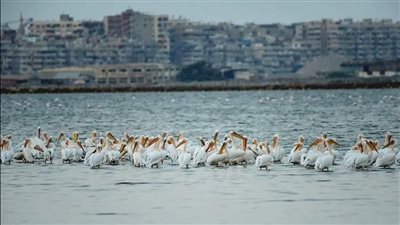 جمال الطبيعة.. طائرا الفلامينجو والبجع الأبيض يزينان ملاحات بورفؤاد | صور 