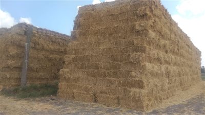 رئيس شعبة الأرز: عندنا فائض.. وتوزيع المتوفر على مضارب القطاع الخاص سيؤدي إلى انفراجة