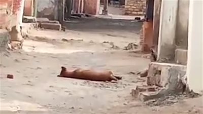 نفوق كلب صعقًا بالكهرباء بعد هطول أمطار بشوارع الإسماعيلية