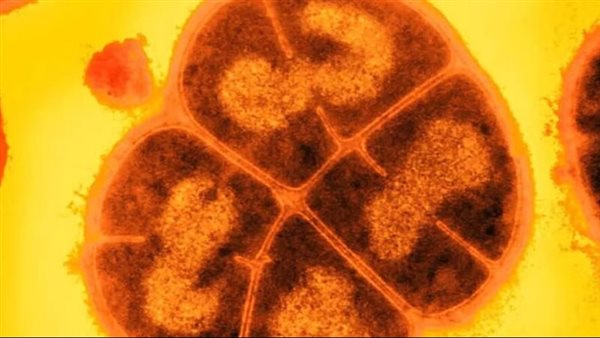  الميكروبات يمكن