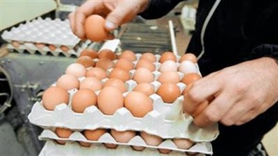 شعبة الدواجن: تراجع أسعار البيض 15 جنيهًا.. والكرتونة بـ68 في المزرعة