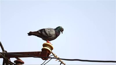 فيروس غامض ينتشر بين الحمام في بريطانيا ويحولهم إلى زومبي..تعرف على التفاصيل