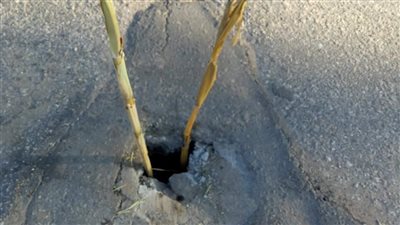 هبوط أرضي على طريق طنطا - بسيون.. والأهالي يضعون أعواد حطب الذرة لتحذير سائقي السيارات