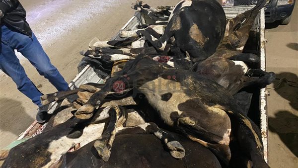 العجول المضبوطة 