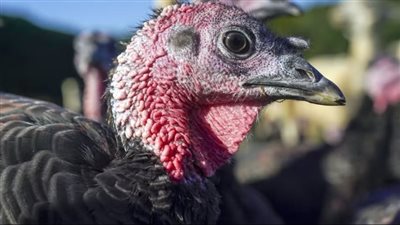 تزامنًا مع تفشي إنفلونزا الطيور.. بريطانيا تتعرض لنقص حاد في الديوك الرومية