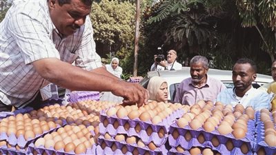 الغرفة التجارية بالجيزة: سعر كرتونة البيض سيتراجع لـ 50 جنيهًا خلال أسبوعين 